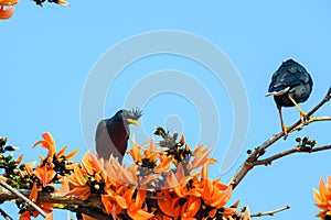 White-vented Myna bird