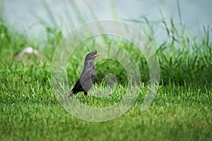 White-vented Myna bird