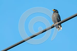 White-vented Myna black bird sitting on a cable from Thailand