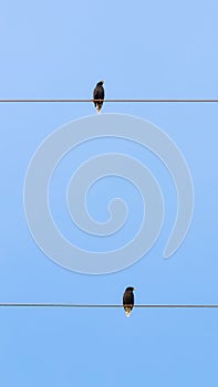 White-vented Myna black bird sitting on a power line