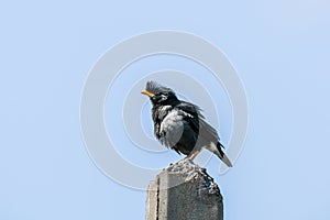 White-vented Myna on blue sky