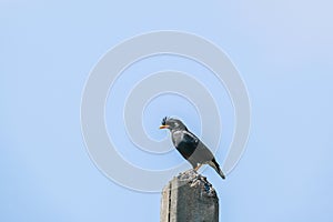 White-vented Myna on blue sky