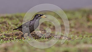 White-vented Myna On Grass
