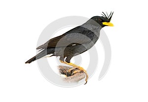 White-vented Myna isolated on white background