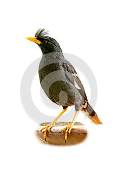 White-vented Myna isolated on white background