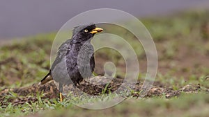 White-vented Myna Feeding Seed