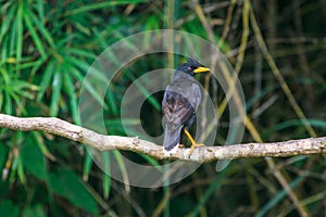White vented myna on nature background