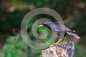 White vented myna on nature background