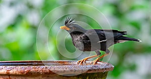 White-vented Myna perching and drinking from clay bowl of water