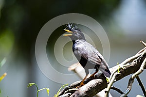White - vented Myna