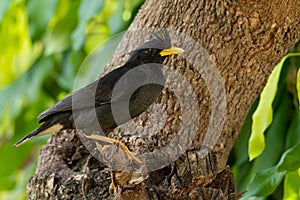 White-vented Myna perching on a tree branch