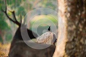 White-vented Myna and Sambar alerting to dangerous predators.