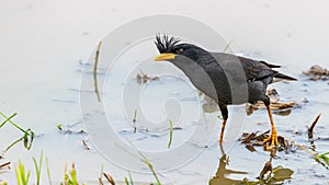 White-vented Myna wading in water finding small aquatic insects for food