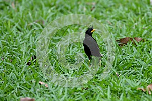 White - vented Myna