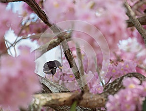 White-vented myna with wild himalayan cherry blossom