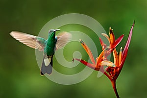 White-vented Plumeleteer, Chalybura buffonii, green hummingbird from Colombia, green bird flying next to beautiful red flower with