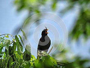 White-venteg Myna-Acridotheres tristis Acridotheres javanicus,