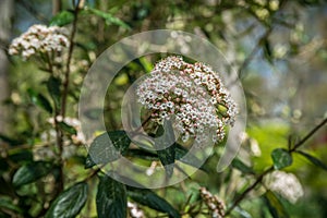 White Verbena bush in bloom