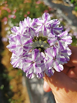 White verbena flowers with a purple stripe held in a hand. Flores de verbena blanca con una raya morada sostenida en la mano