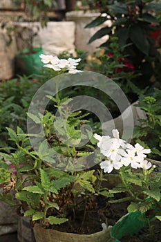 white Verbena x hybrida flower plant photo