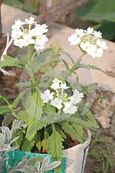 white Verbena x hybrida flower plant photo