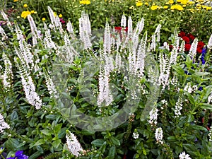White Veronica linariifolia, Veronica incana.
