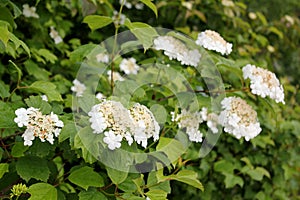 White viburnum flowers with green leaves