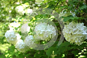 White viburnum flowers with green leaves