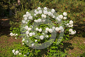 white Viburnum opulus L