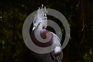 White Victoria crowned pigeon in the Papiliorama Zoo in Switzerland
