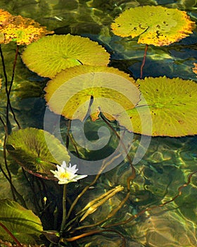White Victoria Regia