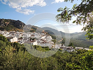 White village on a hill with Olive vineyards