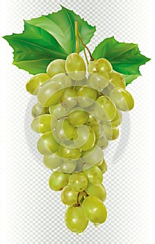 White vine bunch grapes