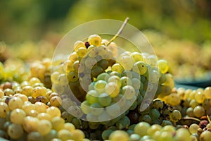 White vine grapes. Detailed view of a grape vines in a vineyard in autumn.