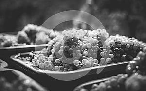 White vine grapes. Detailed view of a grape vines in a vineyard in autumn.