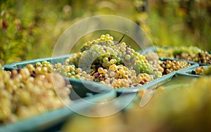 White vine grapes. Detailed view of a grape vines in a vineyard in autumn.