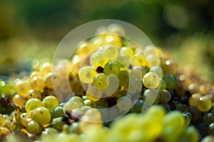 White vine grapes. Detailed view of a grape vines in a vineyard in autumn.