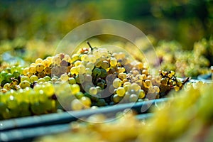 White vine grapes. Detailed view of a grape vines in a vineyard in autumn.