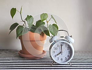 White vintage alarm clock show 8 o`clock with green Philodendron in plant pot on table with black and white stipe cloth and white