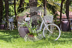 White vintage bike with basket of decorative plants in garden next to tropical beach on island Phu Quoc, Vietnam. Travel and
