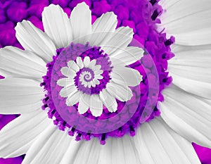 White violet camomile daisy cosmos kosmeya flower spiral abstract fractal effect pattern background. White flower spiral abstract