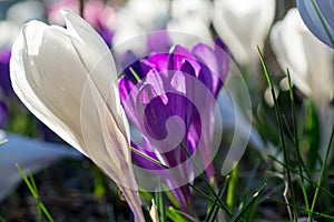 White and violet crocus closeup