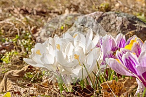 White, violet crocus flowers close-up. Flowering in early spring.  Primroses in the garden. Natural  beautiful spring background