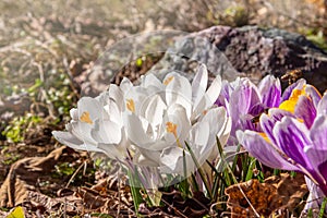 White, violet crocus flowers close-up. Flowering in early spring.  Primroses in the garden. Natural  beautiful spring background