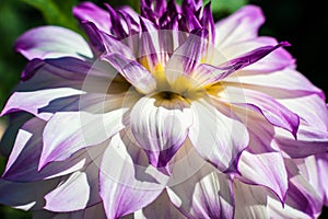 White and violet dahlia