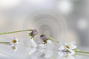 White Violet flower, detail. Scientific name: Viola odorata. I