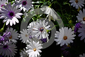 White and violet flowers of `Daisy Chrysanthemum` plant that is a genus of dicotyledon angiosperm plants of the Asteraceae family