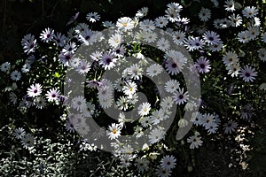 White and violet flowers of `Daisy Chrysanthemum` plant that is a genus of dicotyledon angiosperm plants of the Asteraceae family