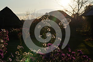 White and violet flowers in a garden with sun flare