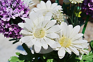 White and violet flowery background